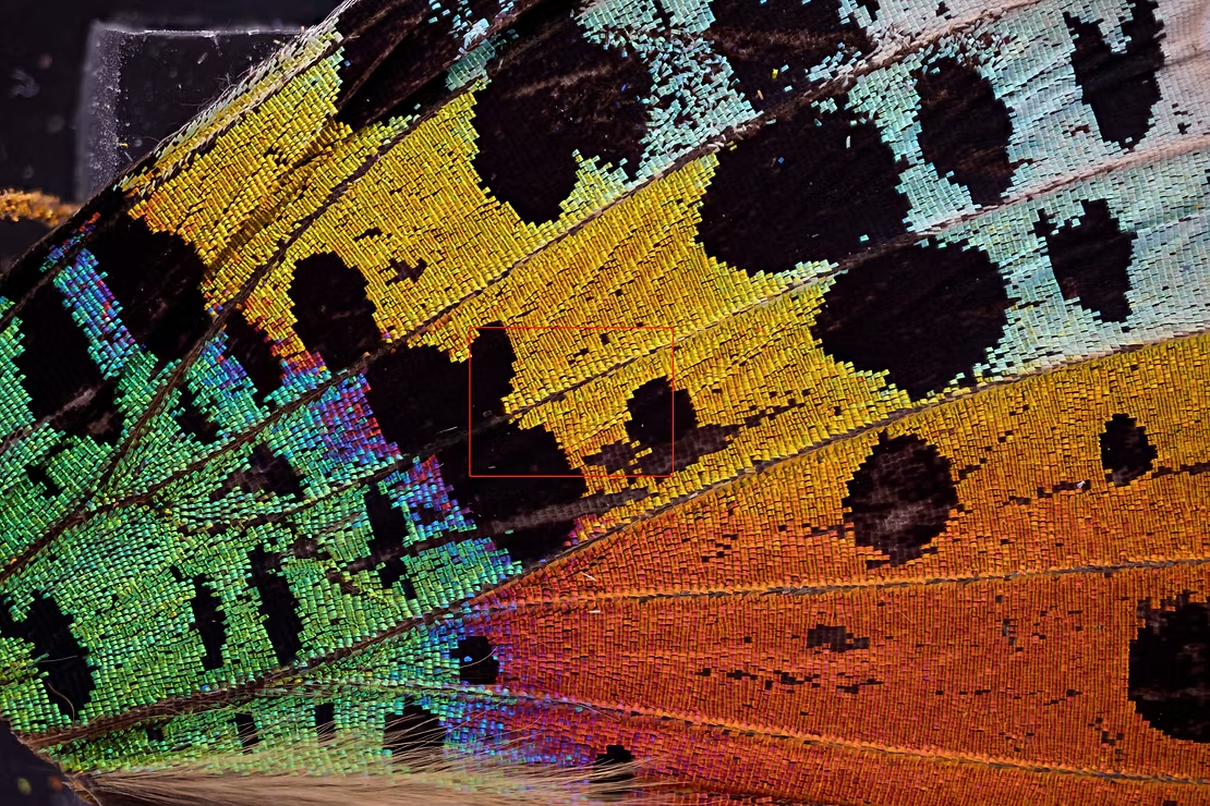 Closeupphotography - Scanner Nikkor ED 7 Element Lens-1746814186775.png